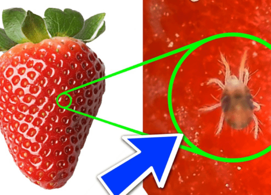 strawberry