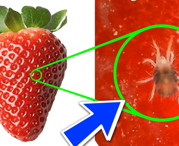 strawberry