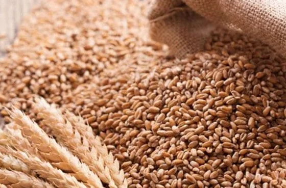 PM Shehbaz orders suspension of four senior officials over wheat import scandal