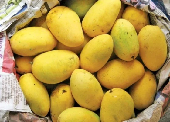 Severe weather changes in Pakistan impact mango production