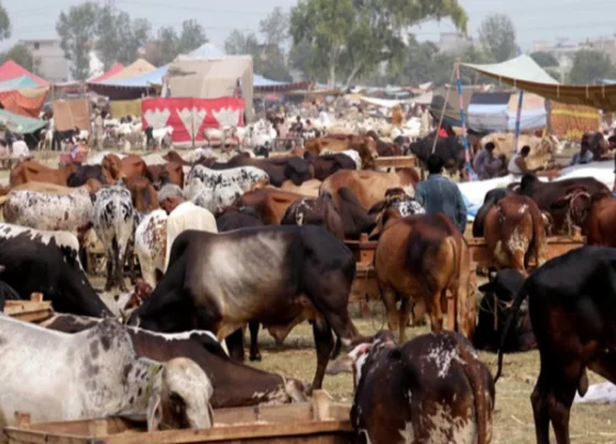 How much did Pakistanis spend on sacrificial animals this eid ul adha?