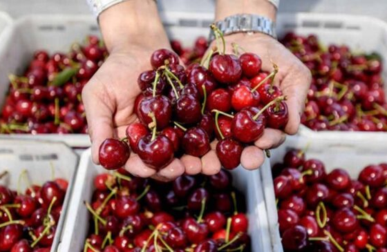 Pakistani cherries to strengthen competition in Chinese market