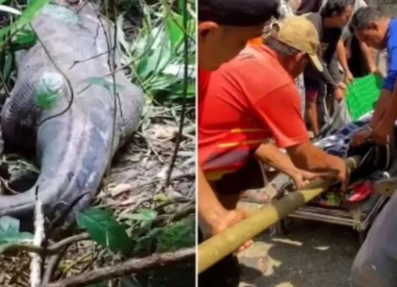 Woman missing in forest found dead inside belly of 20-ft python