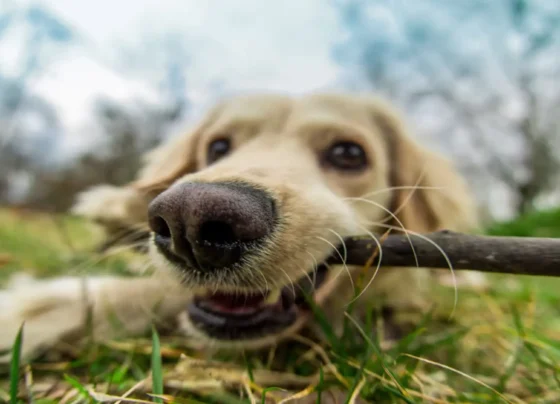 Study: dogs’ sense of smell, vision linked by unique brain structures