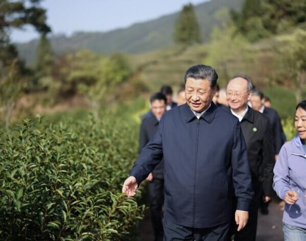 Xi Jinping’s tea bond with Fujian
