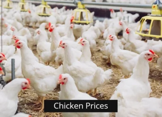 巴基斯坦各地鸡肉价格上涨