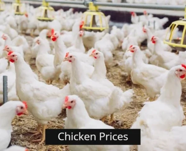 巴基斯坦各地鸡肉价格上涨